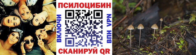 Псилоцибиновые грибы Psilocybe  где продают наркотики  кракен tor  Куса 